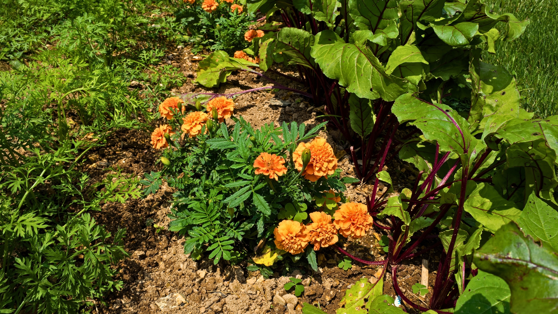 marigolds