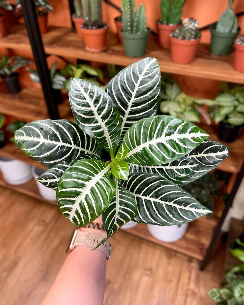 Zebra Plant