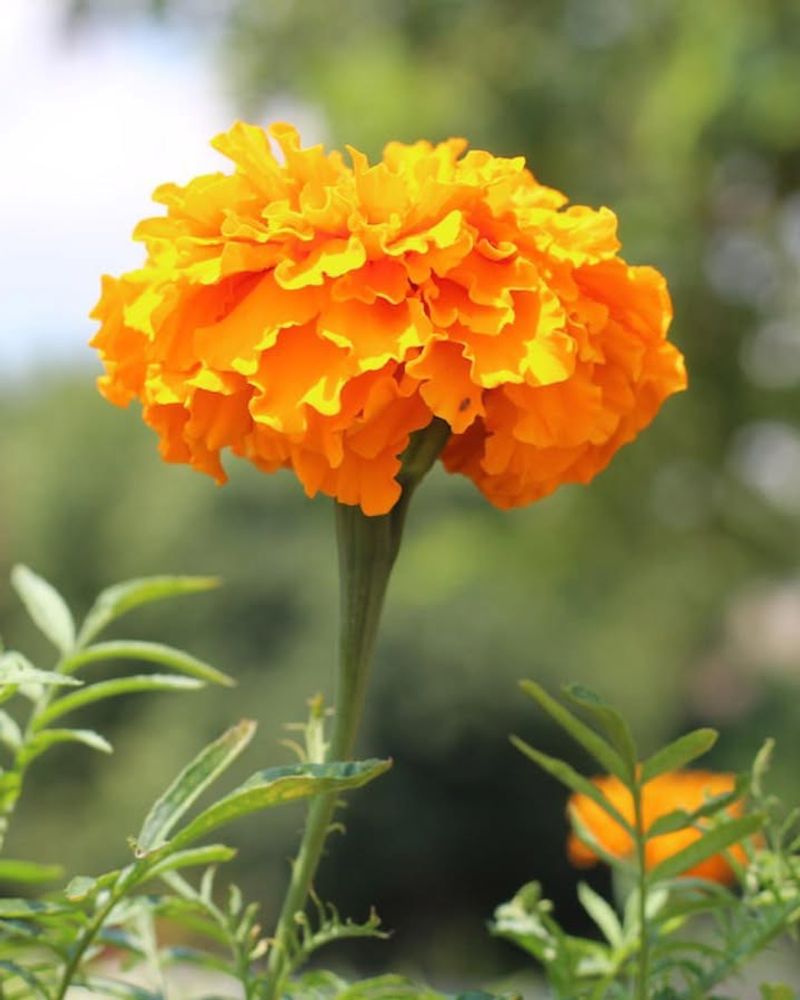 Marigold