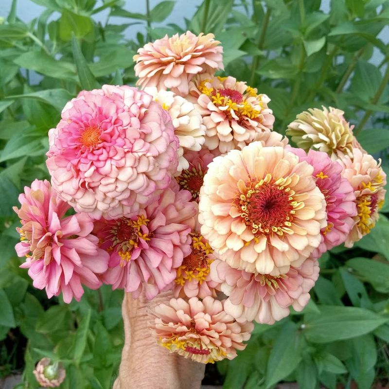 Zinnia