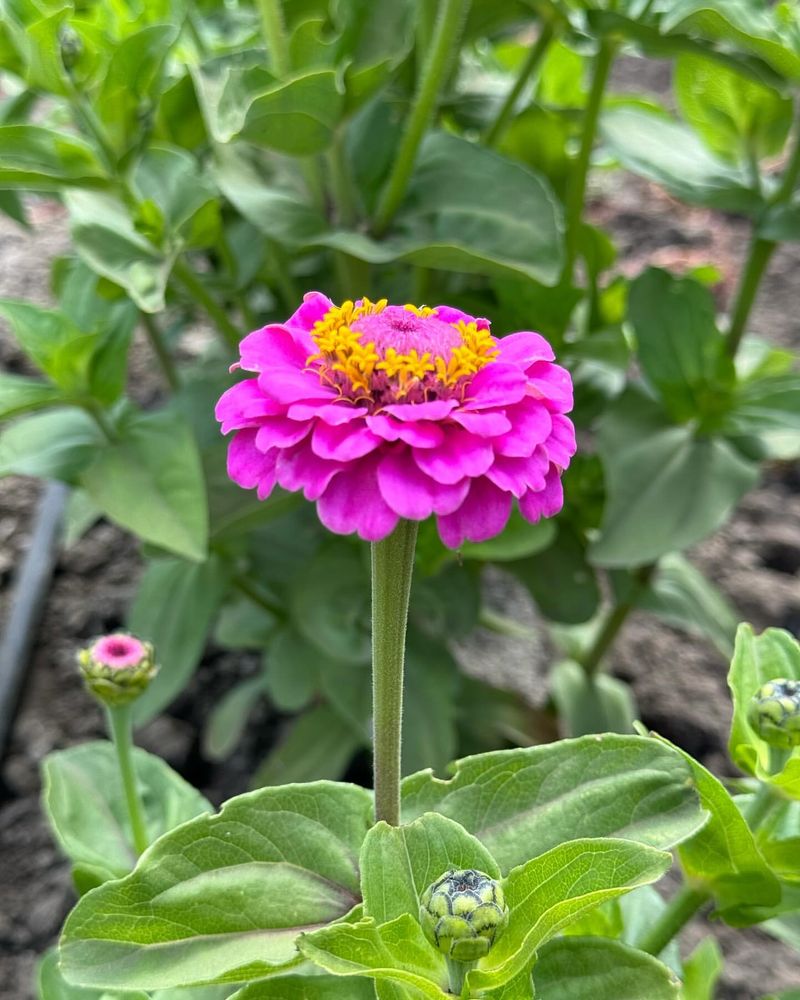 Zinnias