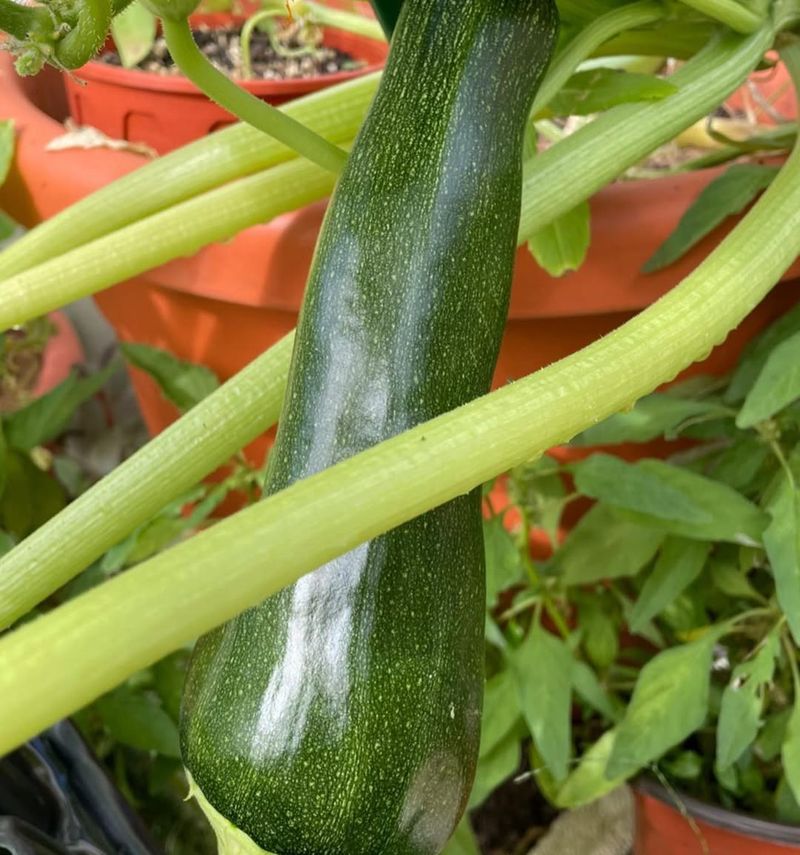 Zucchini