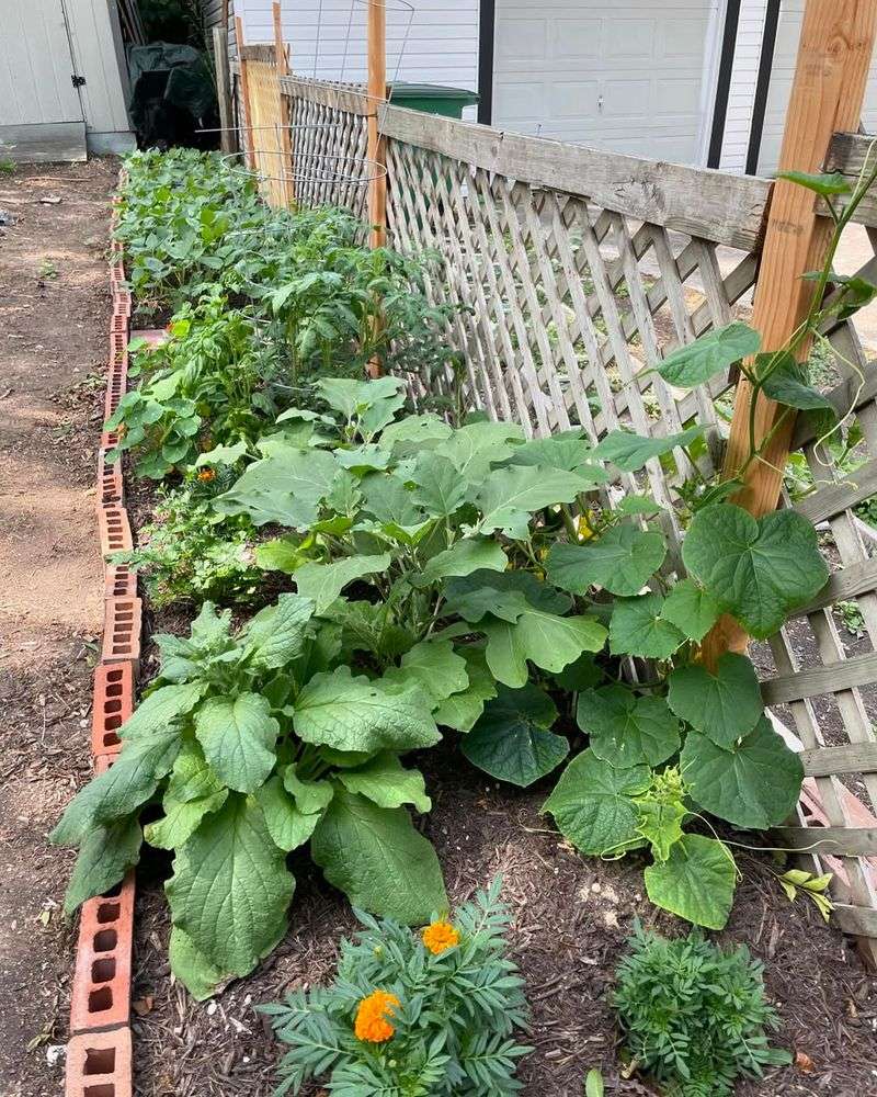 Zucchini and Nasturtiums