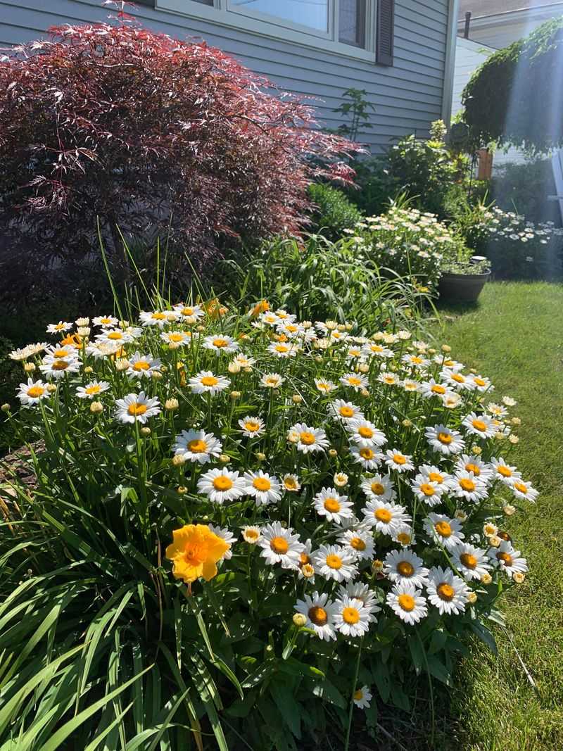 Shasta Daisy