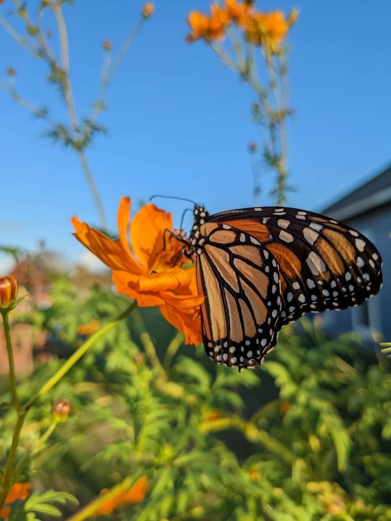 Butterfly Ballet