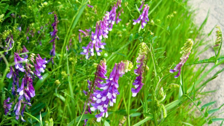 Hairy Vetch