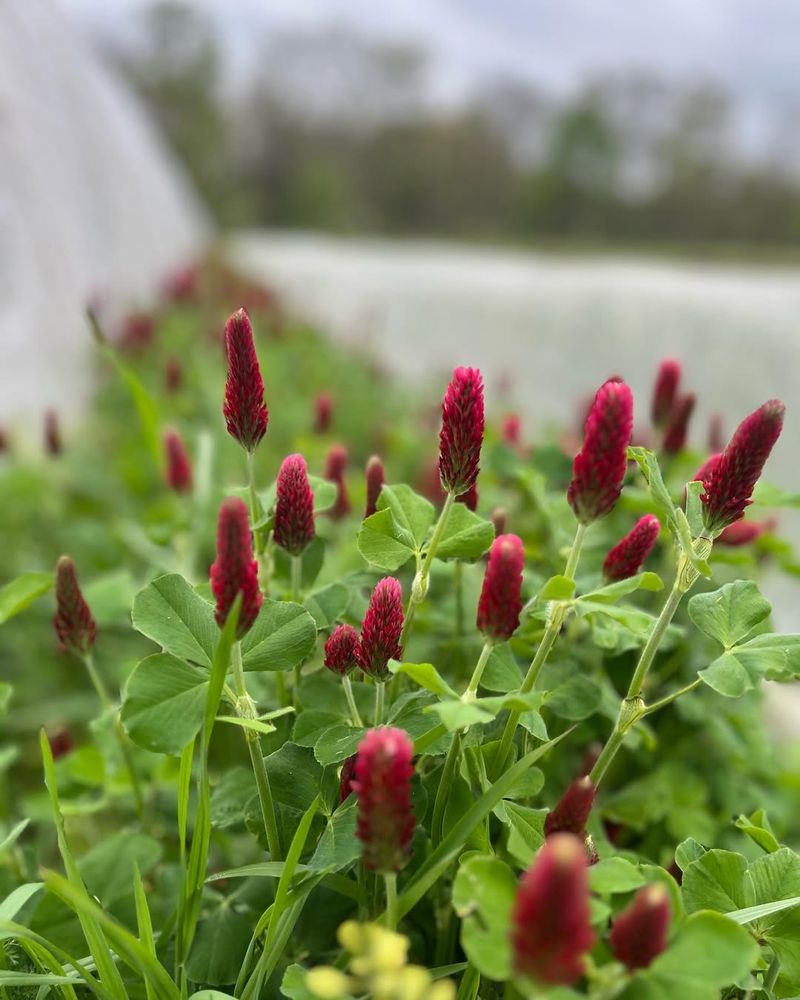 Crimson Clover