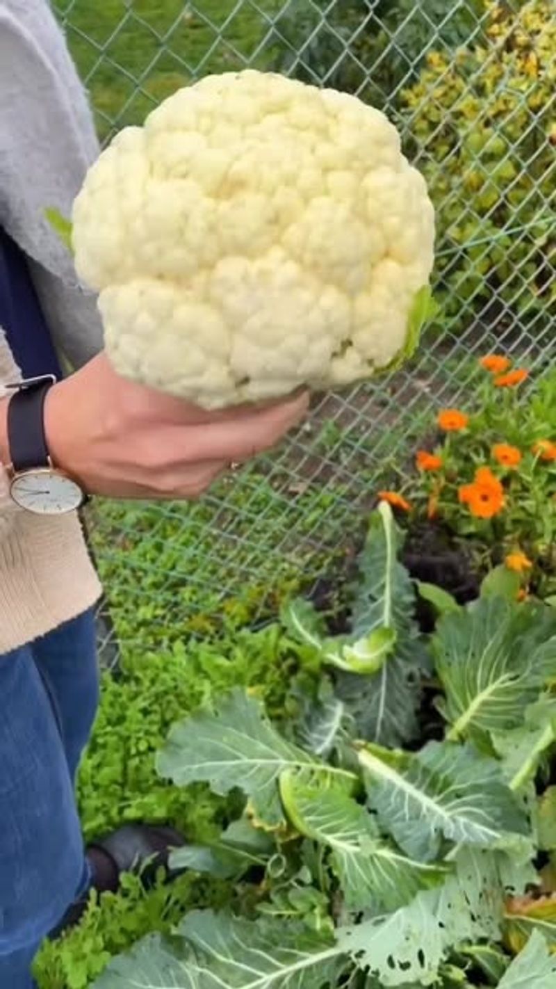 Cauliflower