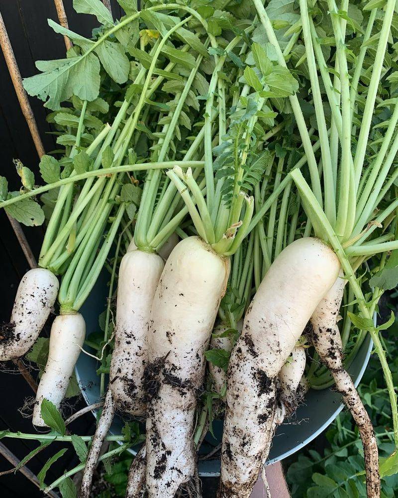 Radish (Daikon)