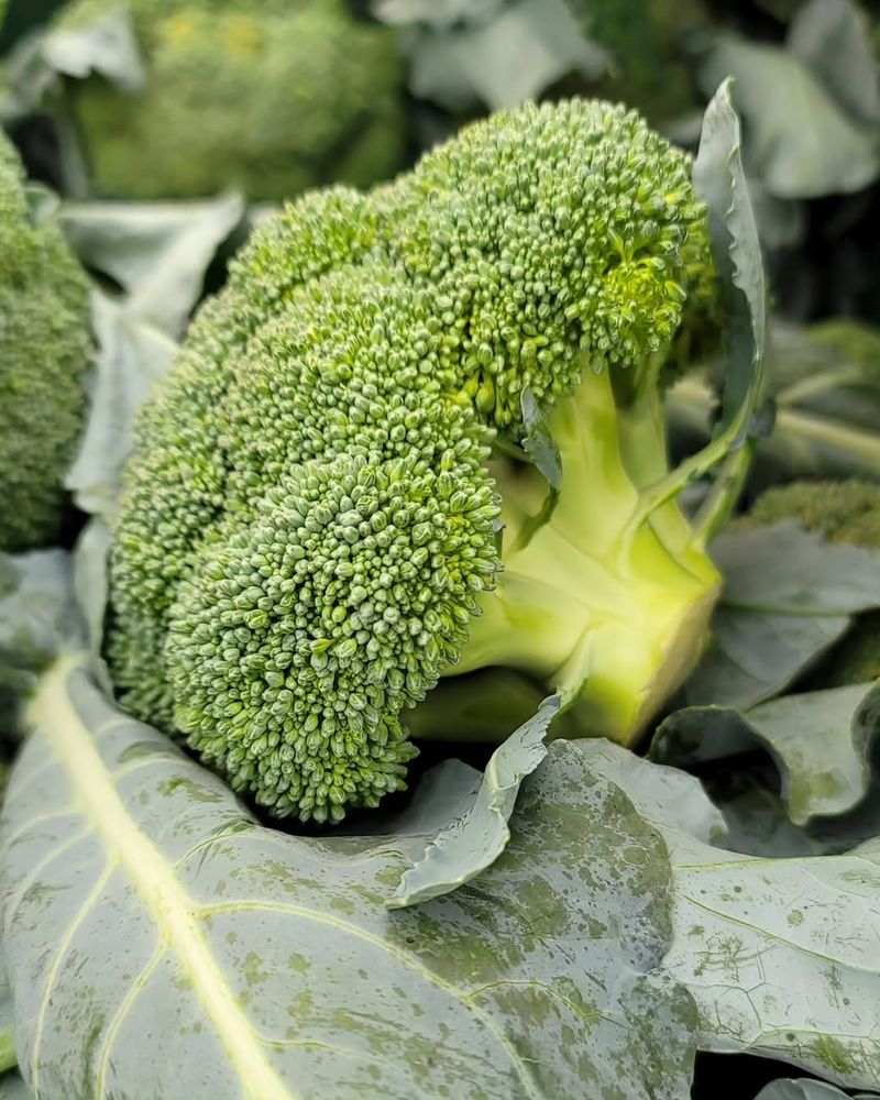 Broccoli