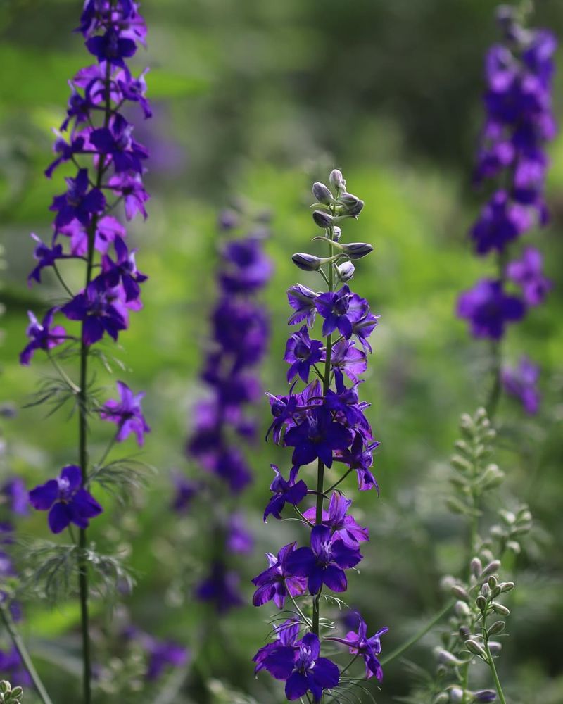 Larkspur