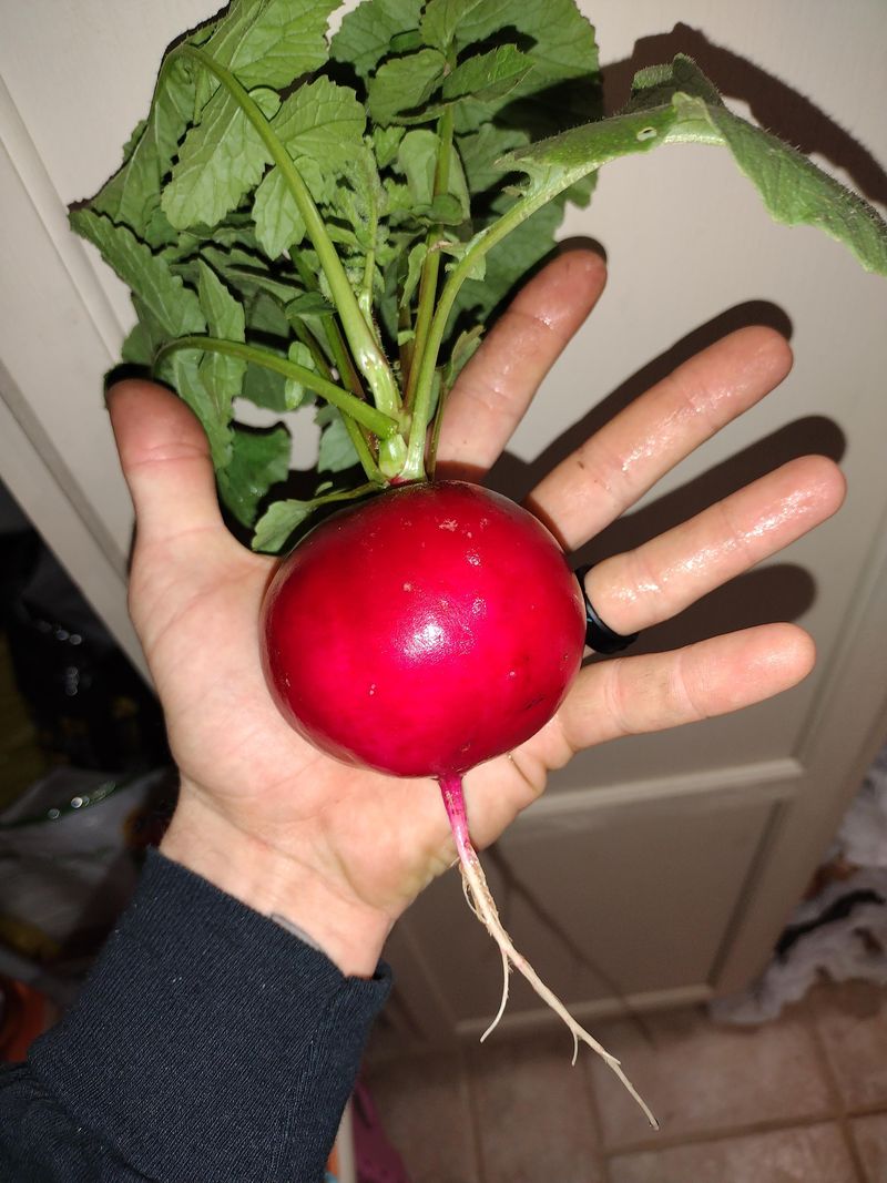 Radishes