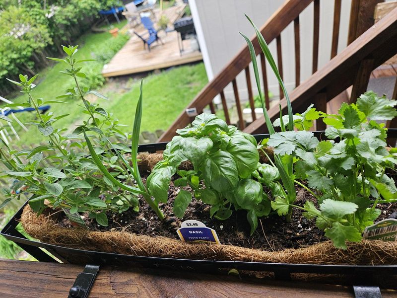 Herbs (Basil, Parsley, Cilantro)