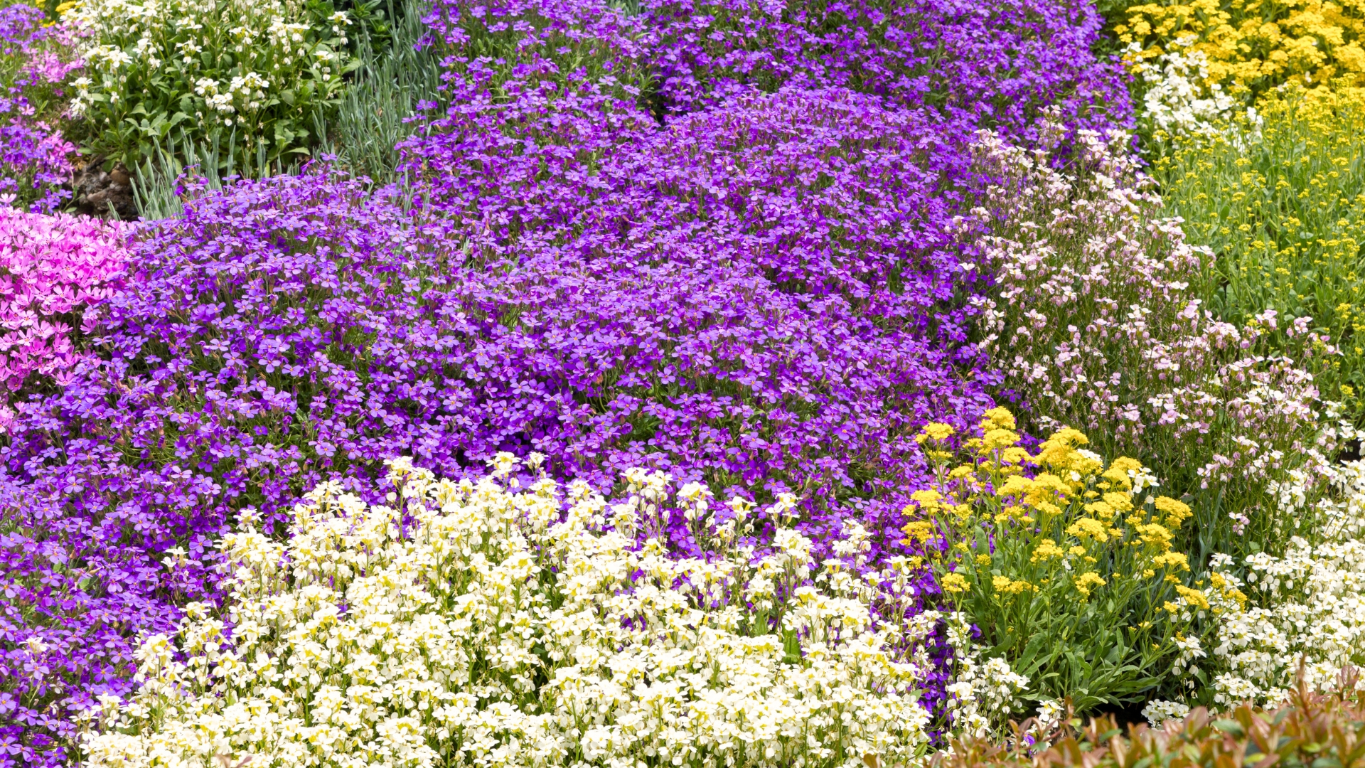 ground cover plants