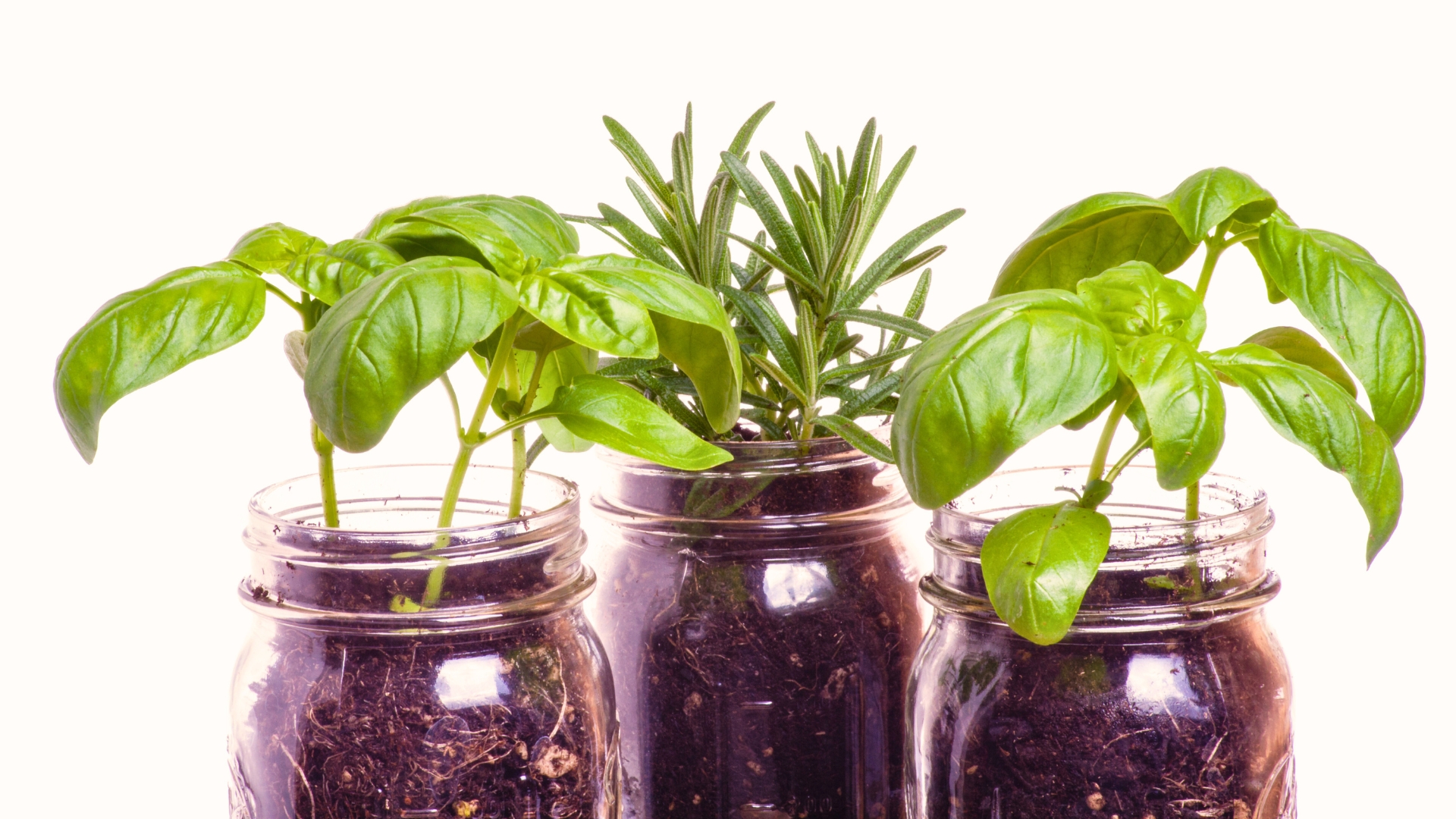 growing herbs in mason jar