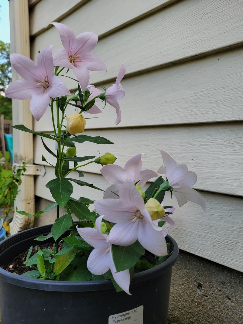 Balloon Flower