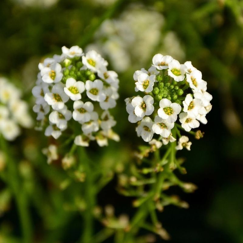 Alyssum