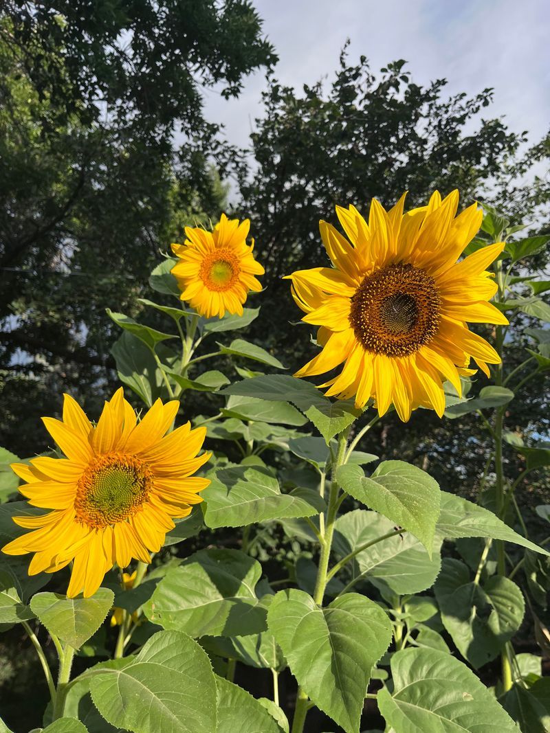 Sunflowers