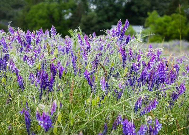 Hairy Vetch