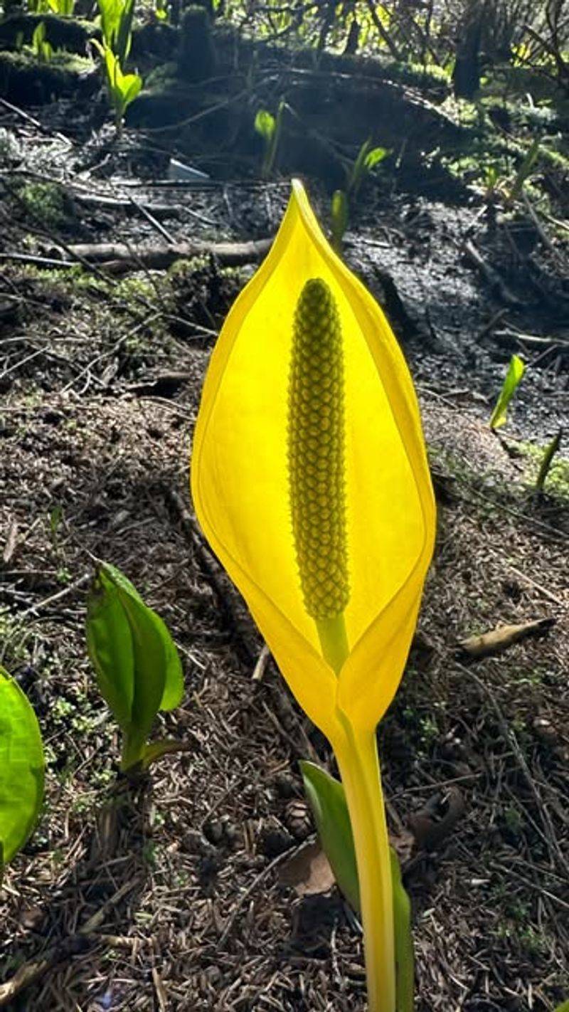 Skunk Cabbage