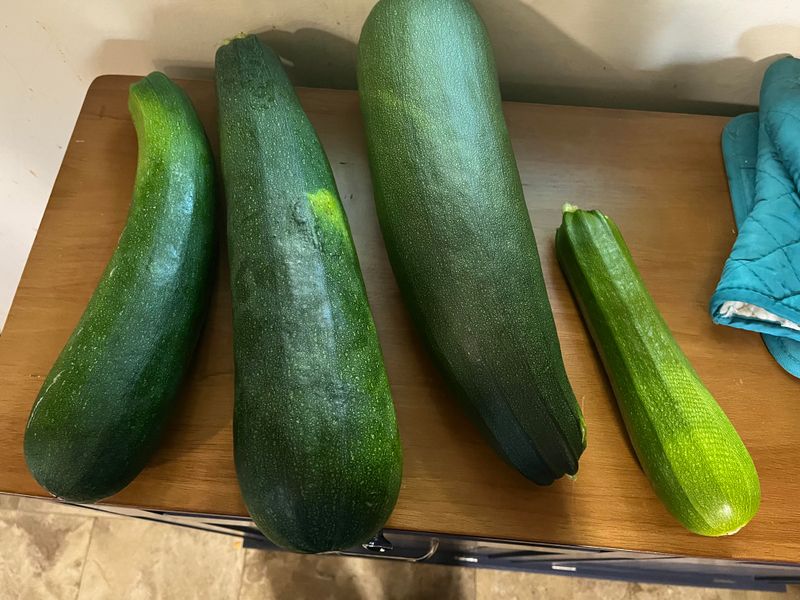 Zucchini