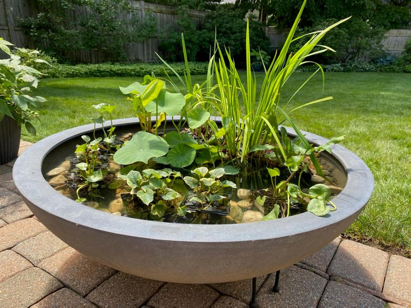 Container Water Garden