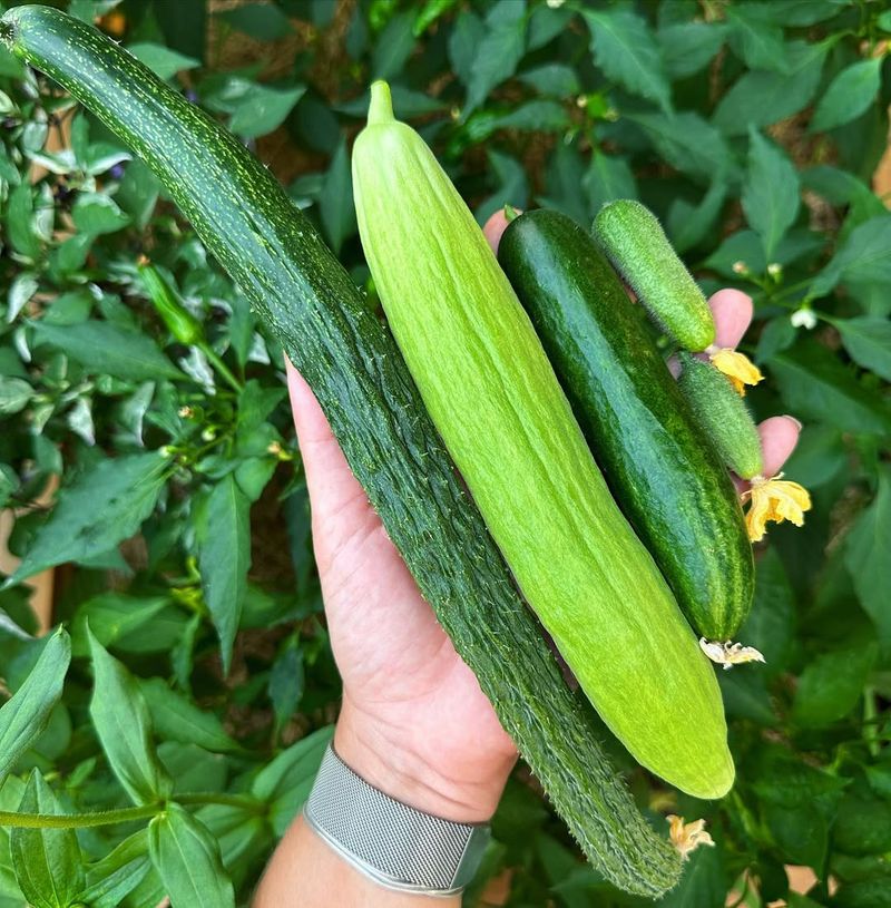 Cucumbers