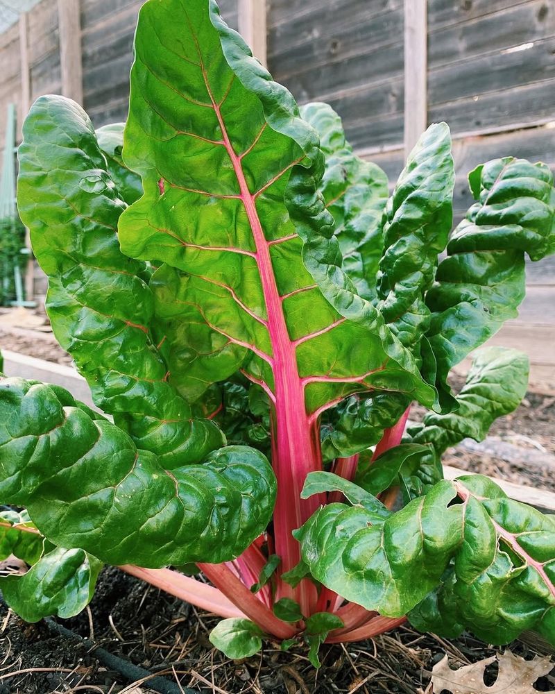 Chard