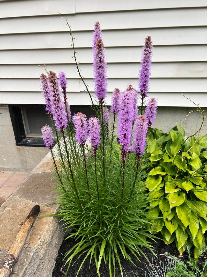 Liatris