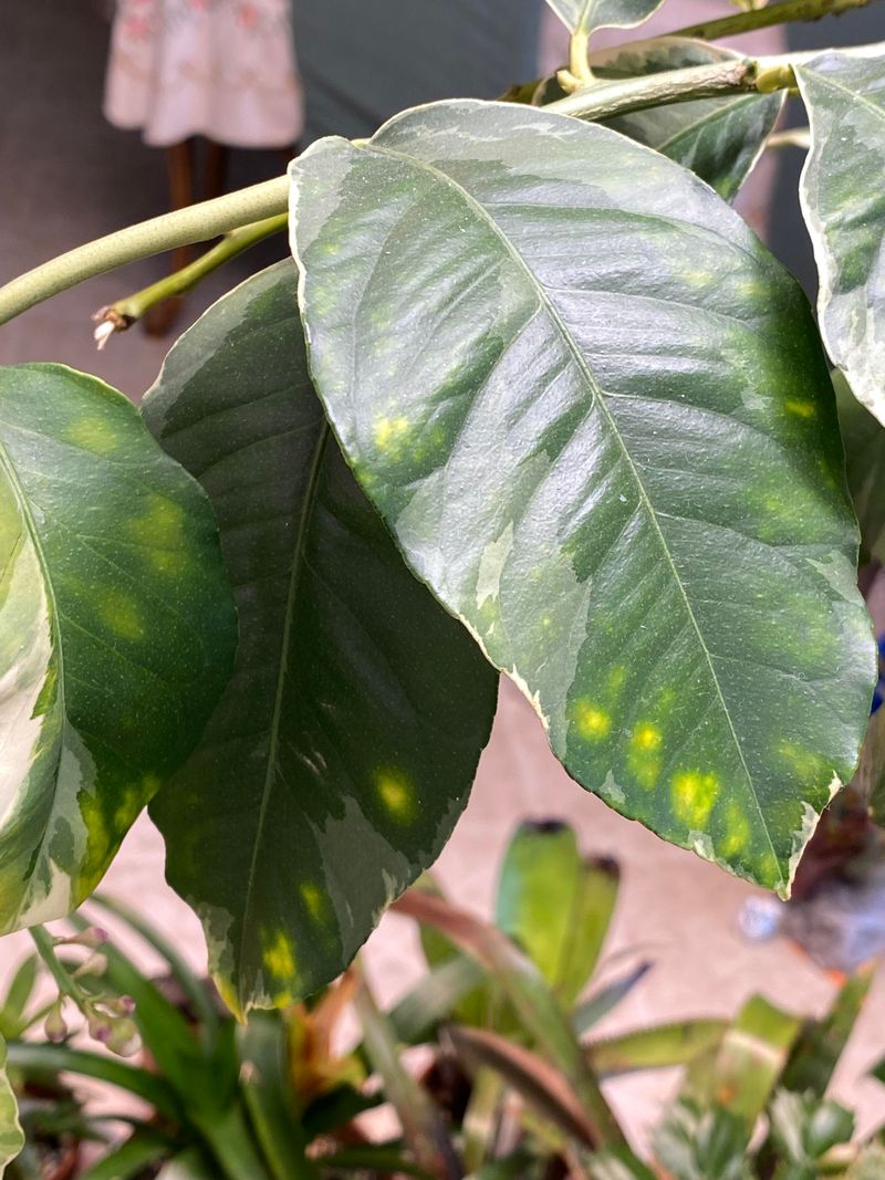 Citrus Blight