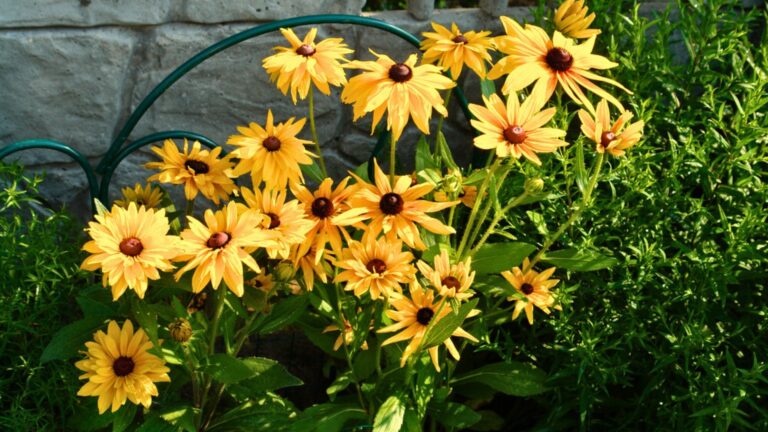 Black-eyed Susan