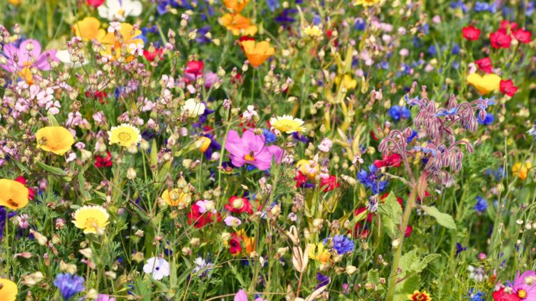 wildflowers