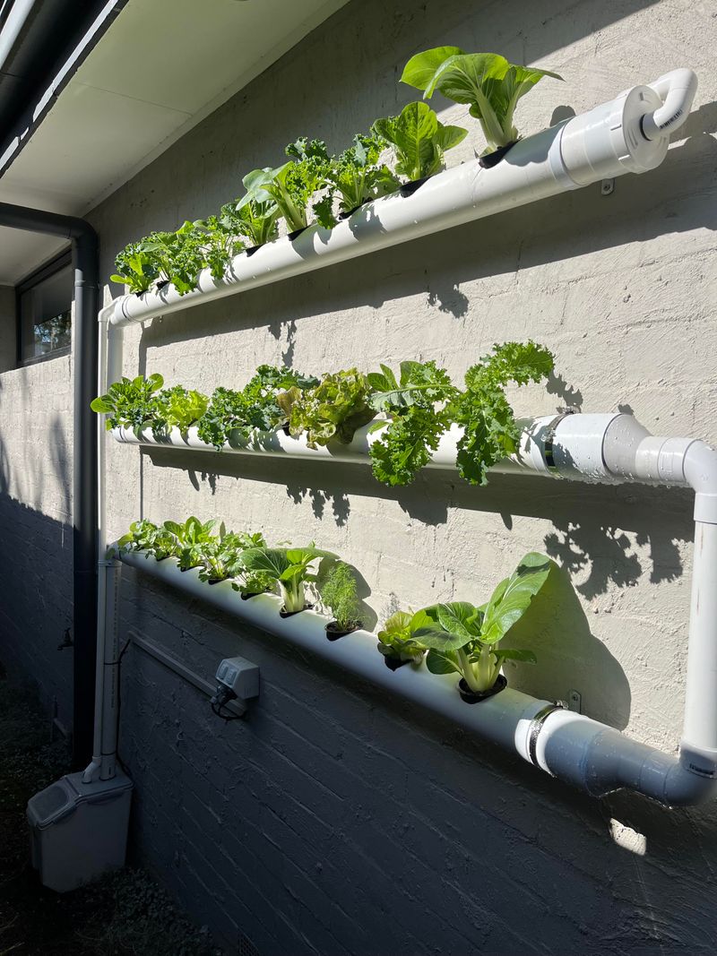 Vertical Veggie Wall