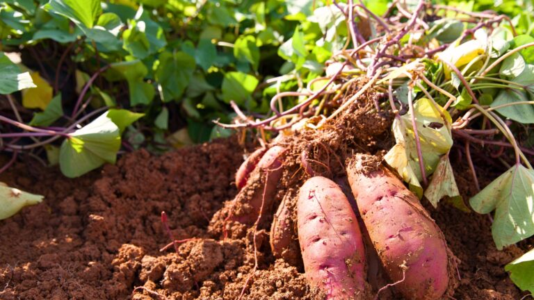 Sweet Potatoes