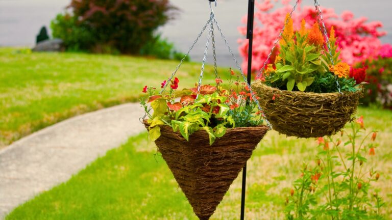 Hanging Plants