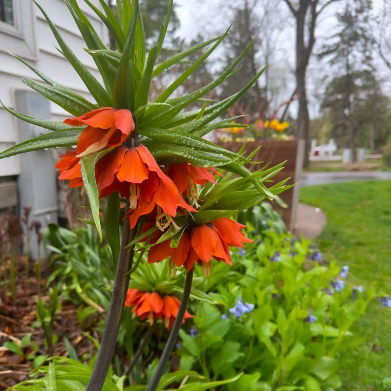 Crown Imperial