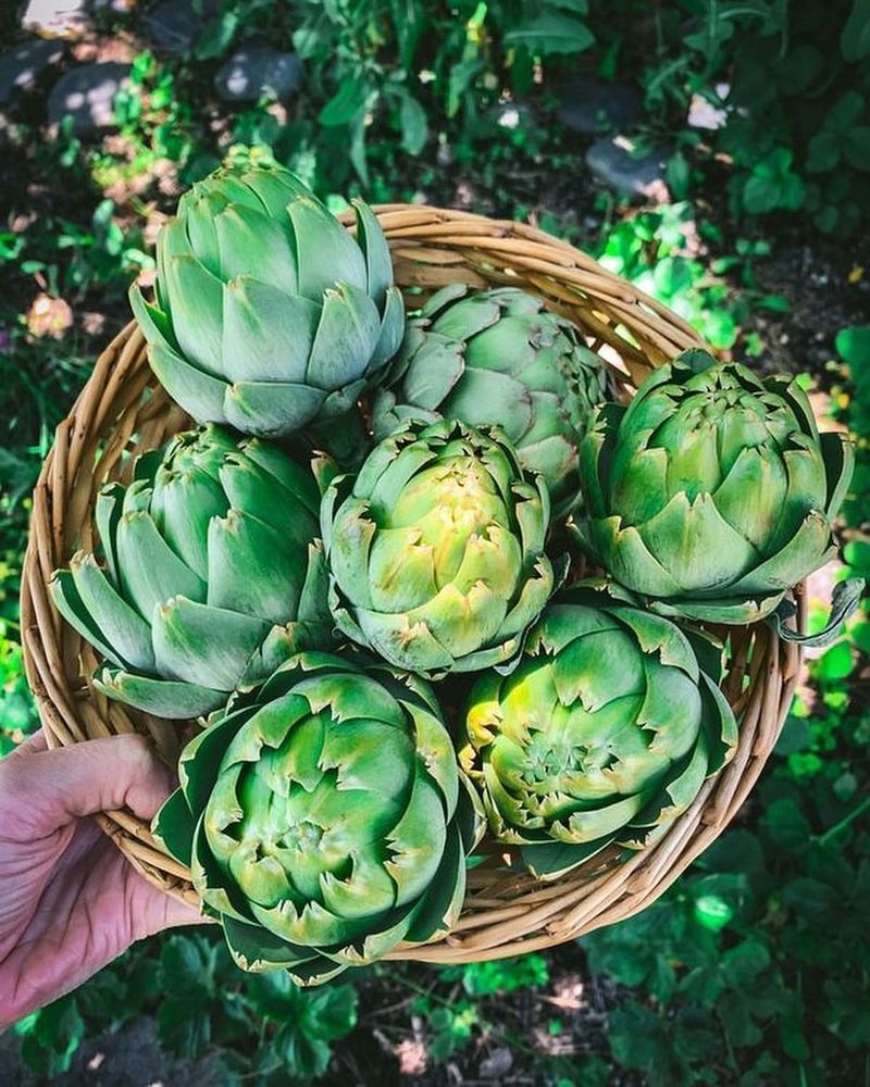 Artichokes