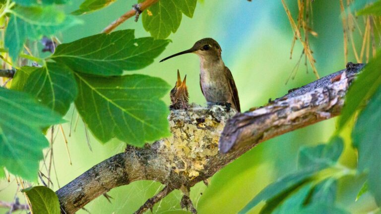 hummingbirds