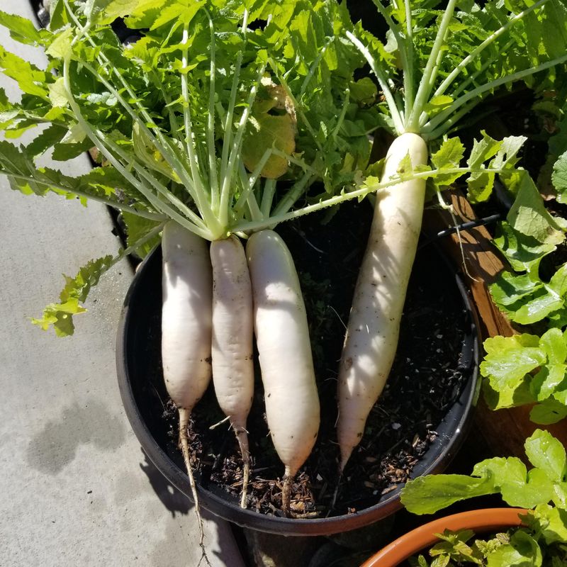 Daikon Radish