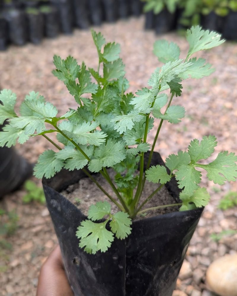 Coriander