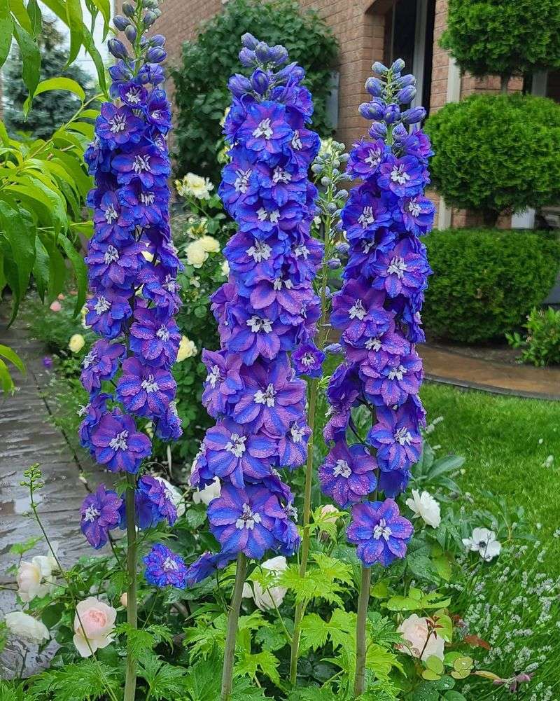 Delphinium