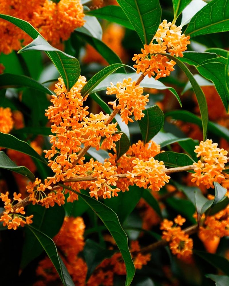 Osmanthus