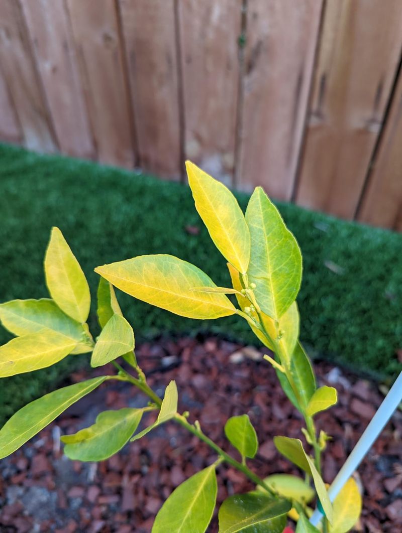 Yellowing Leaves