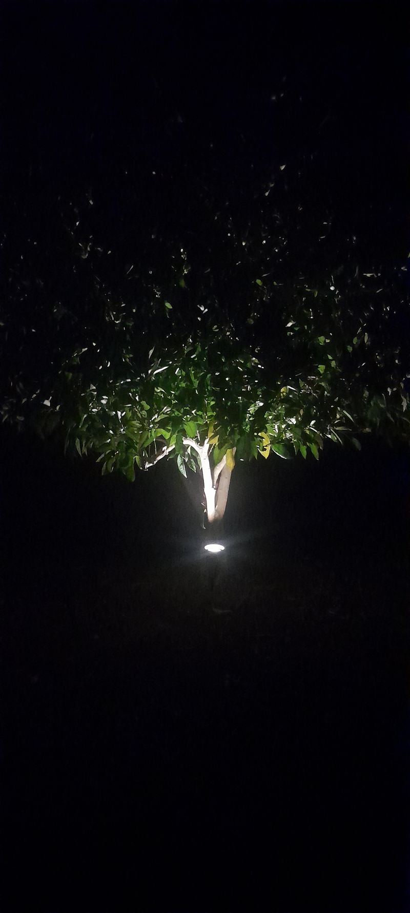 Fairy Light Tree