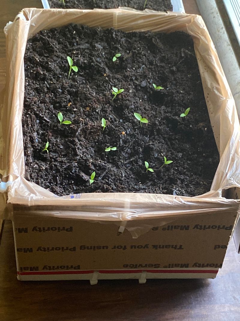 Seed Starters