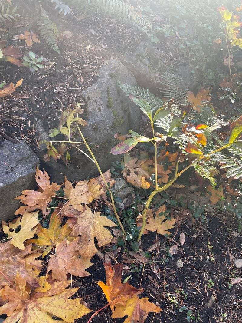Pruning too heavily in one session