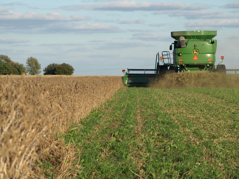 Cereal Rye