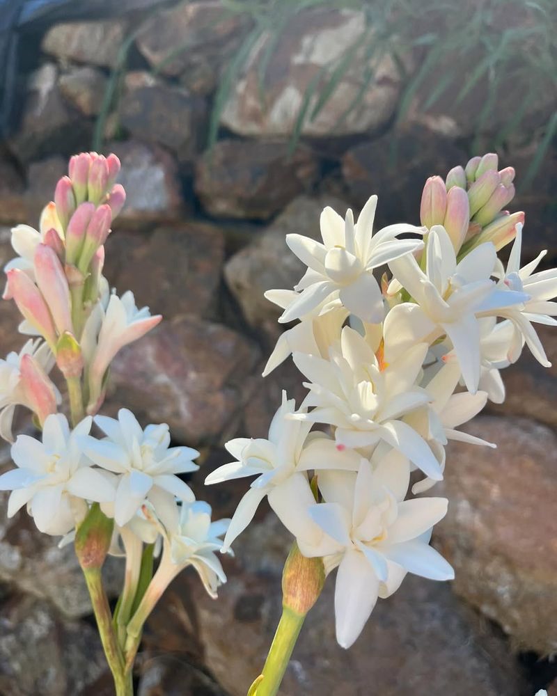 Tuberose