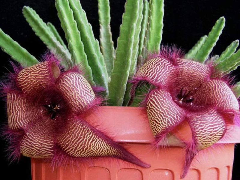 Starfish Flower