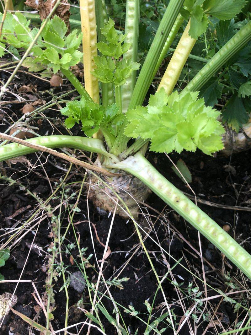 Celeriac